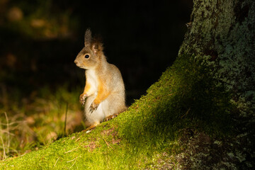 A cute Red squirrel, Sciurus vulgaris standing in spotlight on a Spruce root in Estonian boreal forest. 