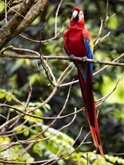 Ara arakanga, Ara macao, Scarlet Macaw