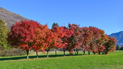 Fototapeta na wymiar Alberi di aceri con foglie rosse, nei campi in novembre