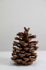 Dried wood pineapple fallen from the tree with a white background, for home decoration