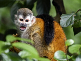 Obraz premium Central American squirrel monkey Saimiri oerstedii, small agile monkey, this species lives only in Central America, Costa Rica