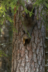 Curious Red squirrel, Sciurus vulgaris climbing upside down on an old Pine tree trunk in Estonian forest. 