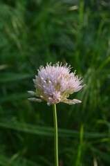 Blooming wild onion, scientific name Allium dolichostylum