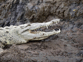 Fototapeta premium Portrait of American Crocodiles, Crocodylus acutus, in the Tarcoles River, Costa Rica