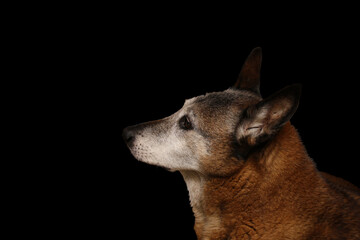 Old belgian shepherd dog isolated