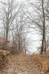 Wald mit Weg im Nebel mit Baum ohne Blatt im Herbst