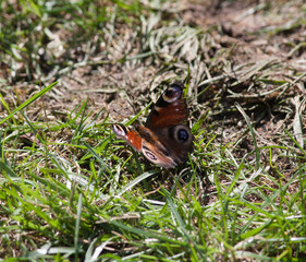 Butterfly sitting on the ground in the sun
