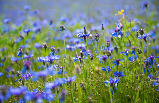 Beautiful blue corn flowers and other wild flowers in summer meadow