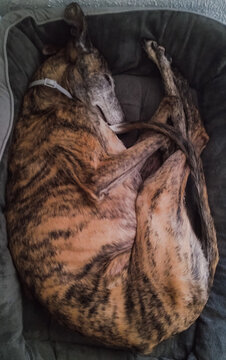 Galgo dormido