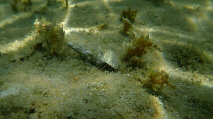 Mediterranean rocky shore hermit crab or Mediterranean intertidal hermit crab (Clibanarius erythropus) in a seashell common cerith (Cerithium vulgatum) undersea, Aegean Sea, Greece