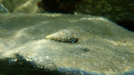 Mediterranean rocky shore hermit crab or Mediterranean intertidal hermit crab in a seashell common cerith (Cerithium vulgatum) undersea, Aegean Sea, Greece