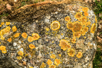 Lichen and moss on soil and stones in the mountain