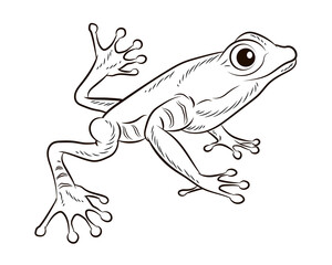 
Frog. Black and white image. Coloring book for kids. Isolated, background.