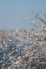 Tree branches covered with heavy snow. Beautiful snowy trees in mountainside. Thick layer of snow covers the tree branches in forest.