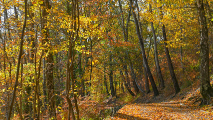 Paesaggio autunnale tra i boschi, con foglie colorate di giallo e arancione