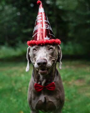 Perro celebrando su cumpleaños