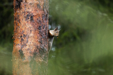 Eurasian red squirrel, Sciurus vulgaris holding on a Scots pine bark in Estonian boreal forest.	