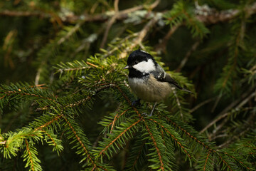 Obraz na płótnie Canvas Small, restless Coal tit, Periparus ater perched on a Spruce branch in an Estonian boreal forest.