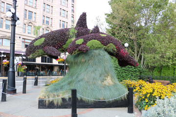 Fantastic topiary of killer whales in Vancouver