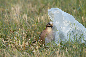 Eurasian jay peeking behind a plastic bag on the ground. 