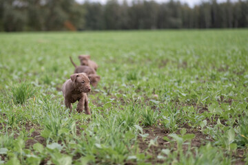 Puppies of a thoroughbred American Pit Bull Terrier are playing on a green field.