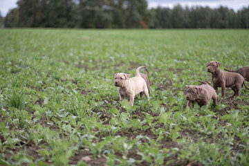 Puppies of a thoroughbred American Pit Bull Terrier are playing on a green field.