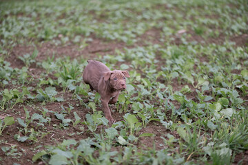 Puppies of a thoroughbred American Pit Bull Terrier are playing on a green field.