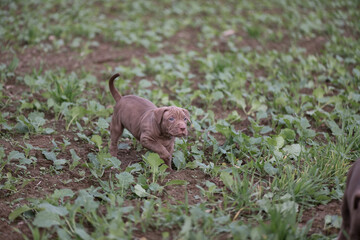 Puppies of a thoroughbred American Pit Bull Terrier are playing on a green field.