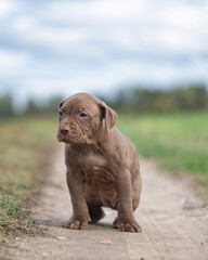 Puppies of a thoroughbred American Pit Bull Terrier are playing on a green field.