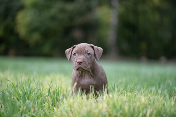 Puppies of a thoroughbred American Pit Bull Terrier are playing on a green field.