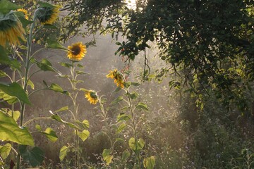 autumn leaves in the water