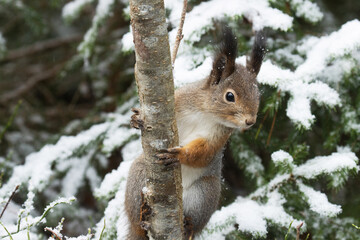 Obraz premium Close-up of a cute Red squirrel climbing on a tree in a snowy boreal forest in Northern Europe. 