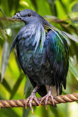 Nicobar pigeon, the only living member of the genus Caloenas, and may be the closest living relative of the extinct dodo © Rixie