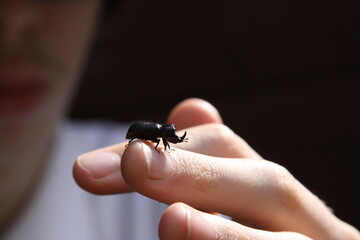 Another bug