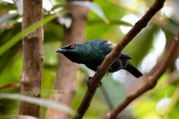 Asian glossy starling prepares to take flight from branch, against a foliage background.
