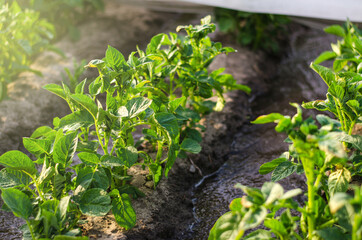 Young potato juicy bushes grow in the field. Olericulture. Agriculture and agro industry. Farm plantation on a sunny day. Agribusiness organic farming.