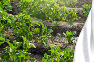 Potato bushes watered on the field and protective fiber set off. Watering and care of crop. Covering the field with a white cloth to protect it from temperature changes and cold wind in early spring.