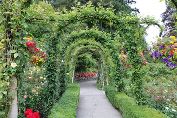 Fototapeta na wymiar Green arch of roses and vines