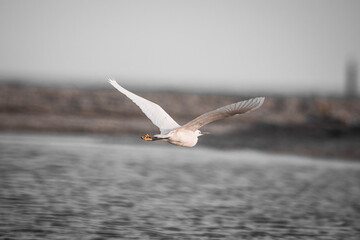 seagull in flight