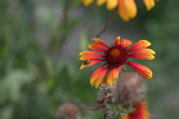 orange flower and bee