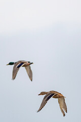 seagull in flight