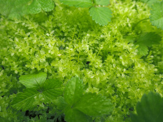 たっぷりと水を含んだ雨後のコツボゴケ。