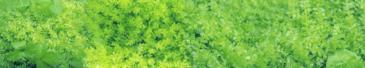 たっぷりと水を含んだ雨後のコツボゴケ。緑色の横に長いウルトラワイドのパノラマ背景。