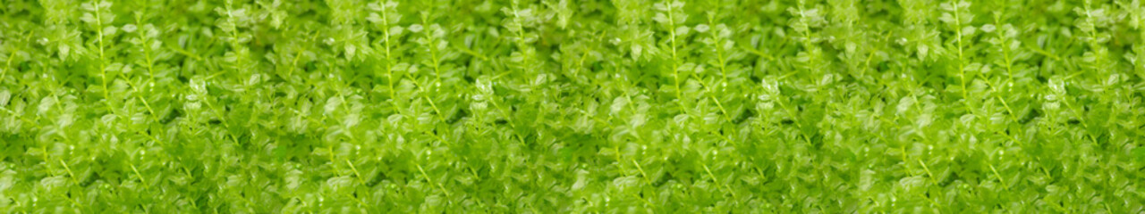 たっぷりと水を含んだ雨後のコツボゴケ。緑色の横に長いウルトラワイドのパノラマ背景。