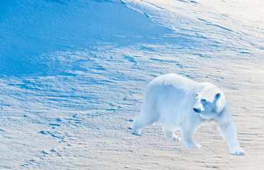 Polar bear is going against snow background