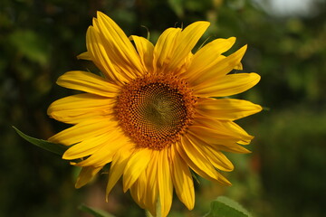 sunflower in the garden