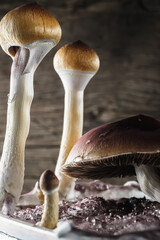 The Mexican magic mushroom is a psilocybe cubensis, a specie of psychedelic mushroom whose main active elements are psilocybin and psilocin - Mexican Psilocybe Cubensis. An adult mushroom raining
