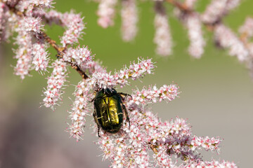 Common Bronzovka beetle (Cetonia aurata) on a branch of a blossoming pale pink tamarix