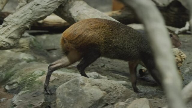 Amazing Brazilian Agouti walks under the cones of a large tree.