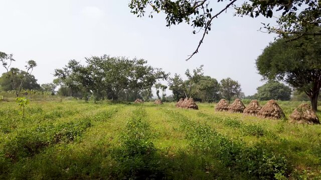 A Video clip of a peaceful Countryside view of an agricultural field during midday near Mysuru in Karnataka, India.
